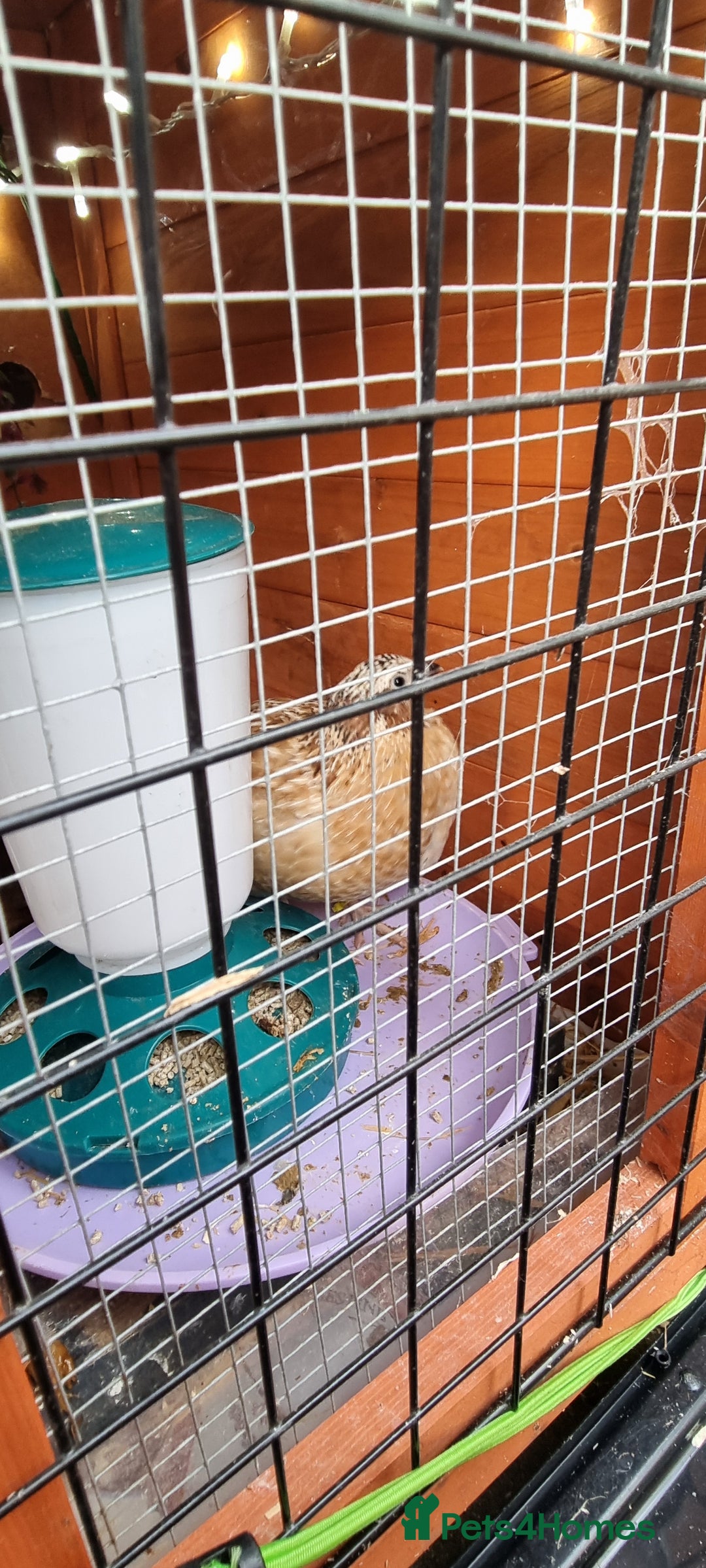 Quail poultry for sale: Cortinoux quails  - Advert 1