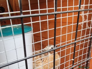 Quail poultry Cortinoux quails - Advert 1