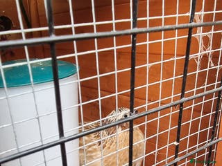 Quail poultry Cortinoux quails - Advert 11