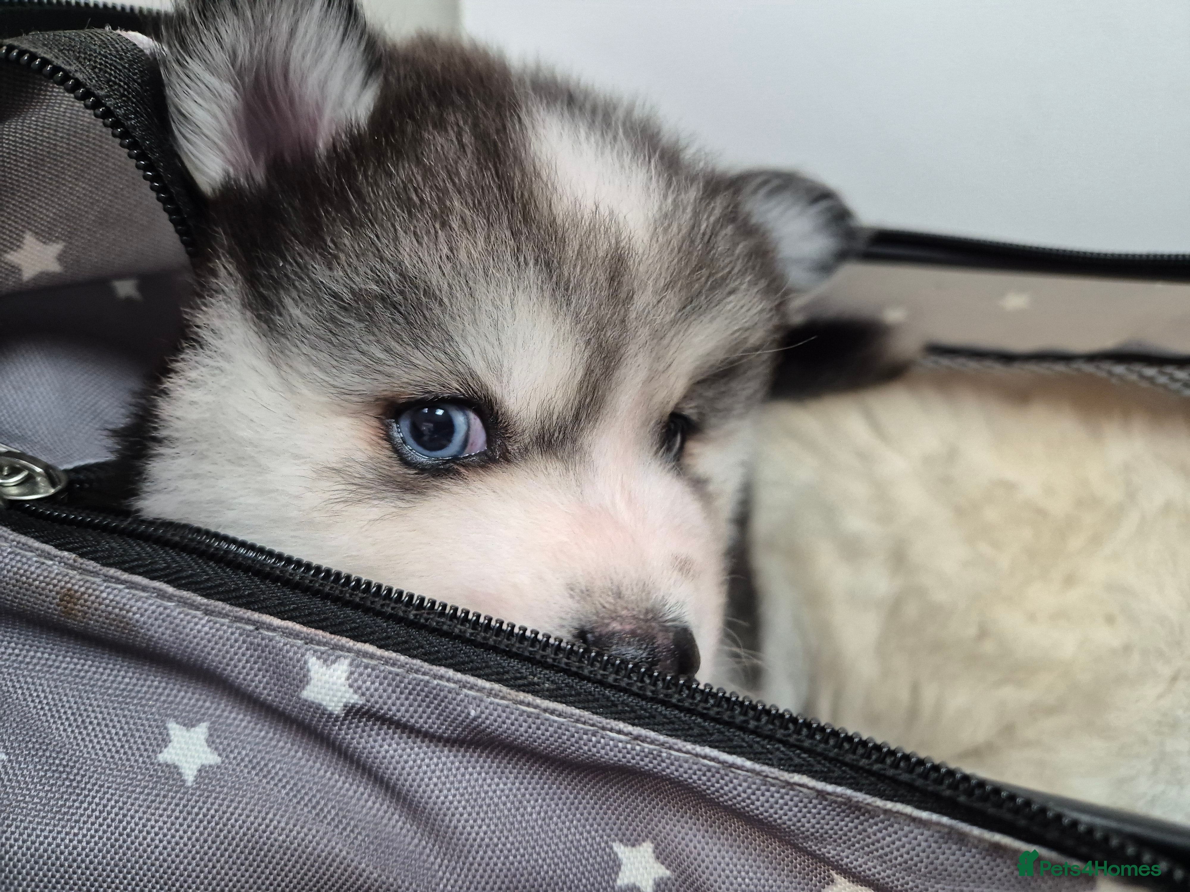 Pomsky dogs One left .. Perfect Blue eyed pomskys  - Advert 1