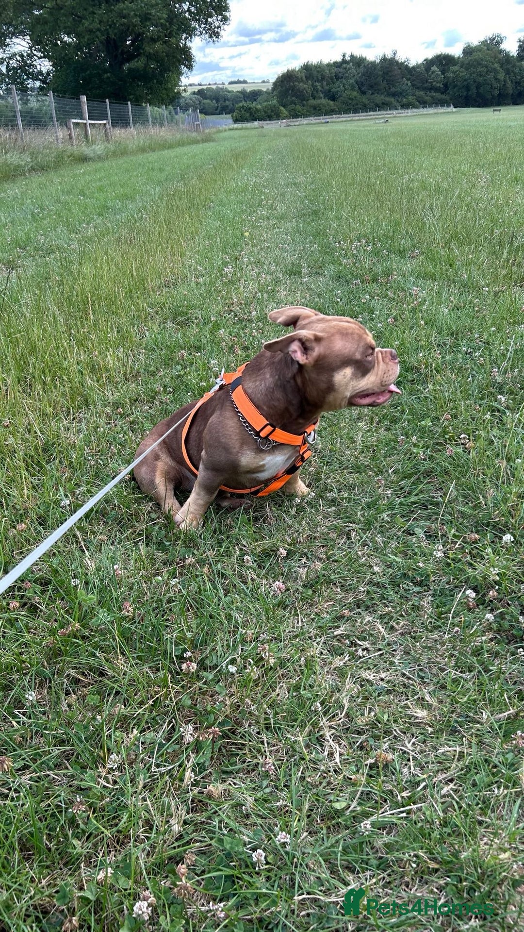 American Bully dogs for sale: Micro bully female 12 months - Image 4