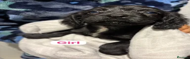 Cockapoo 3