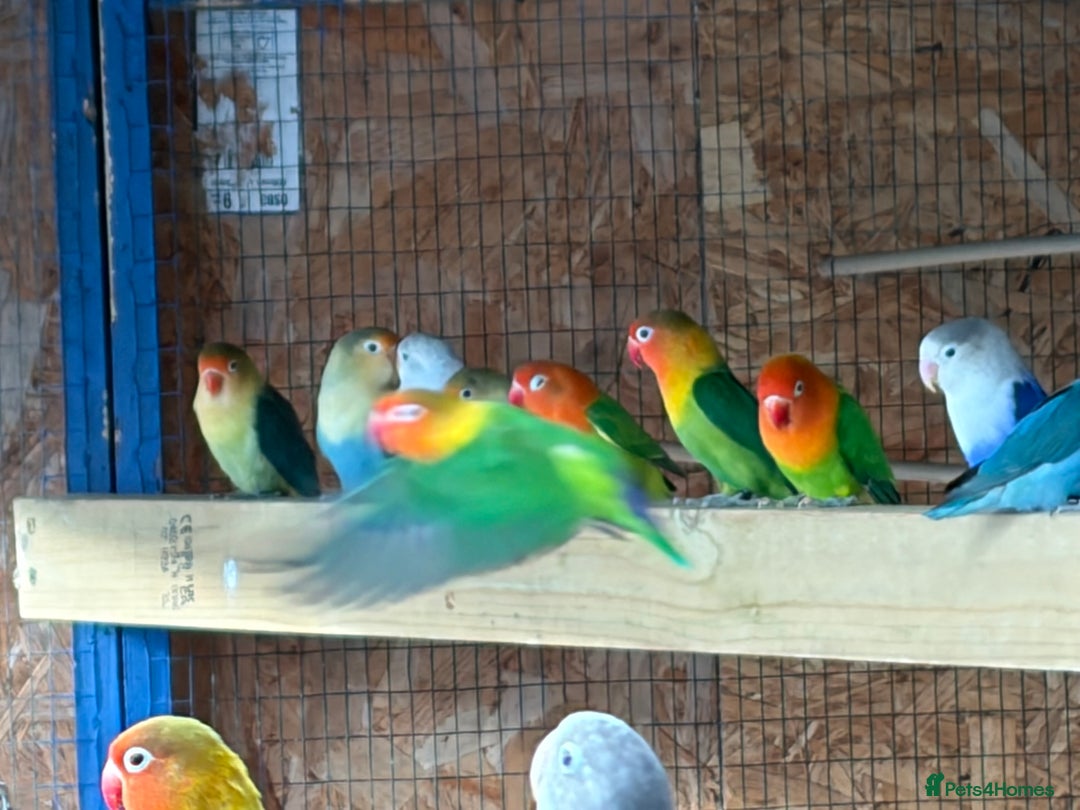 Lovebirds birds for sale: Colony of Fischer Lovebirds - Advert 11