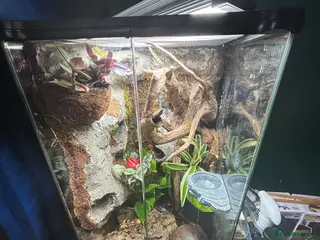 Gecko reptiles Mourning gecko - Advert 3