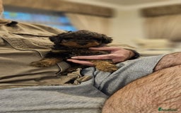 Cockapoo dogs for sale: Beautiful Toy f2 Cockapoos  - Image 8