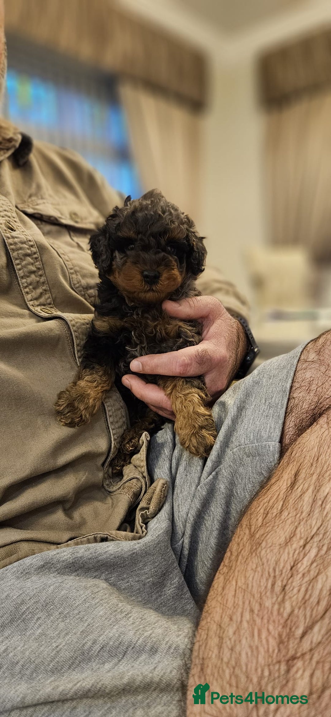Cockapoo dogs for sale: Beautiful Toy f2 Cockapoos  - Image 8
