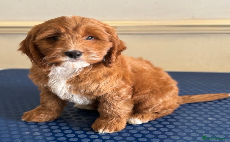 Cockapoo dogs - Advert 1