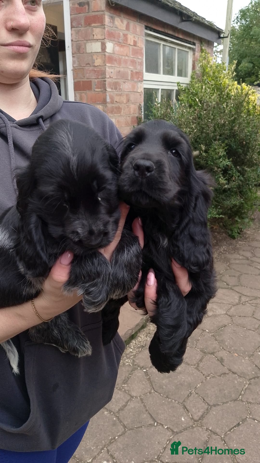 Cocker Spaniel dogs for sale: KC Registered Show type Cocker Spaniels  - Image 14