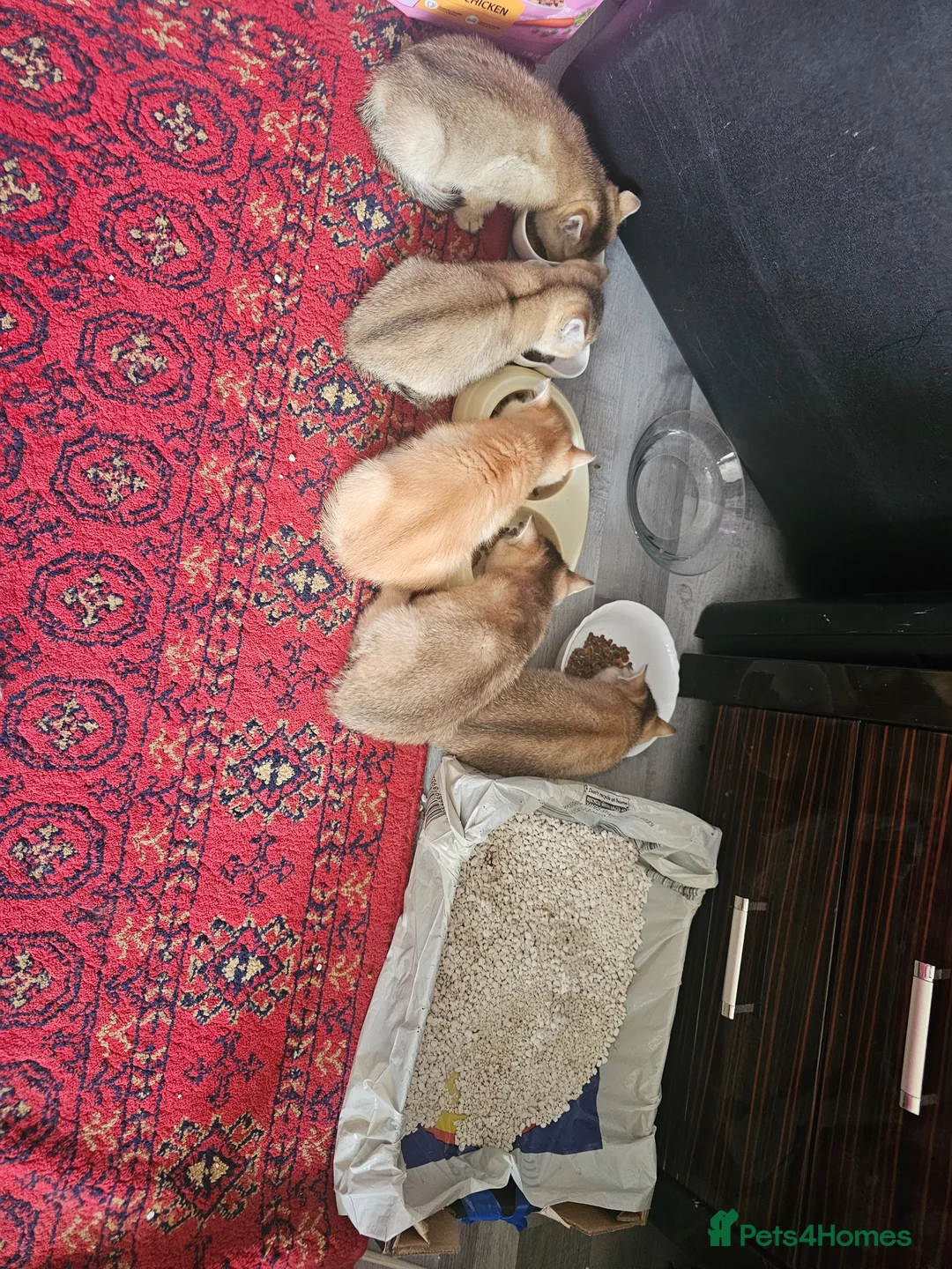 British Shorthair cats for sale: British golden kitten - Advert 15