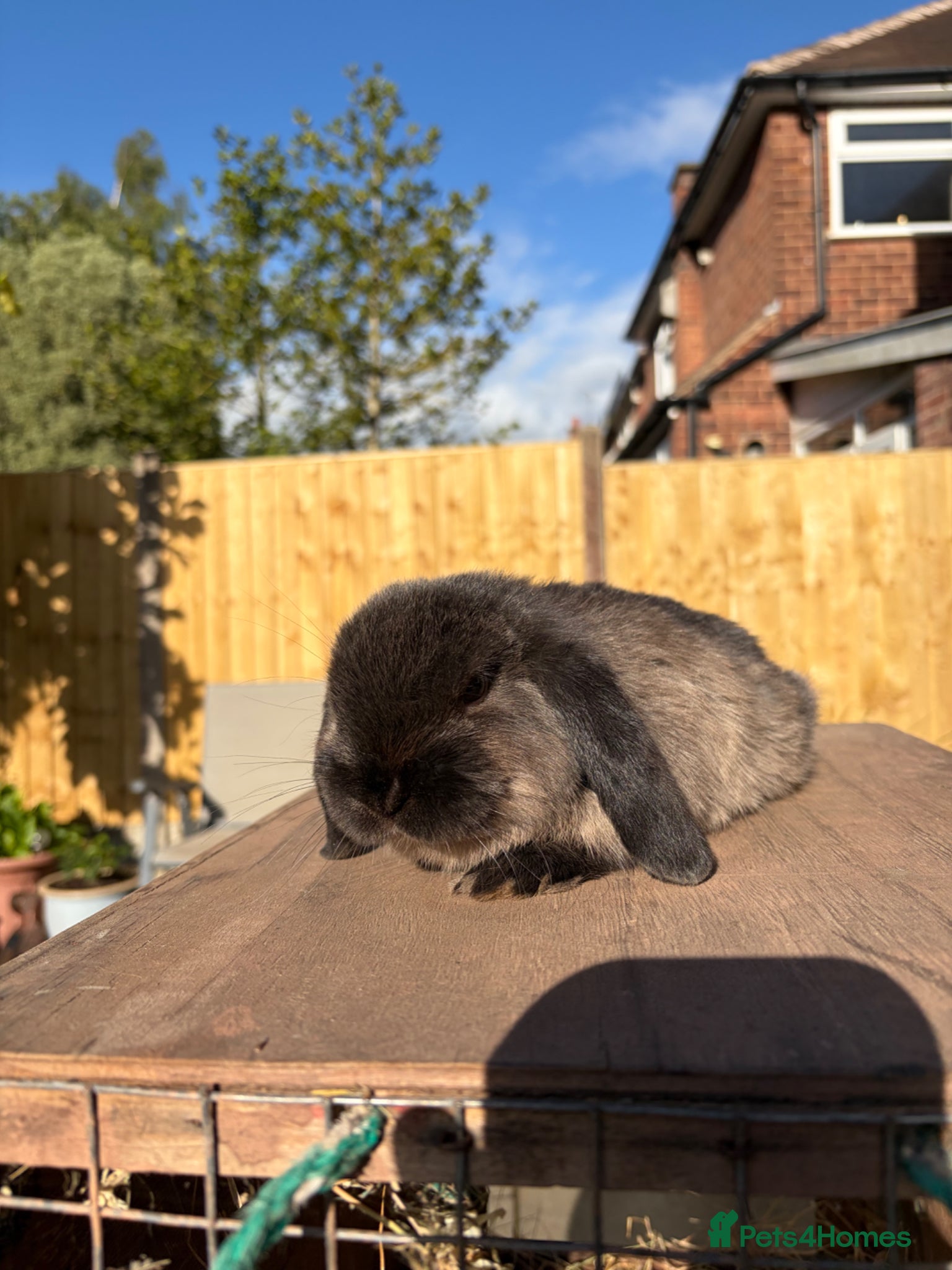 Mini Lop rabbits Sable buck  - Advert 16