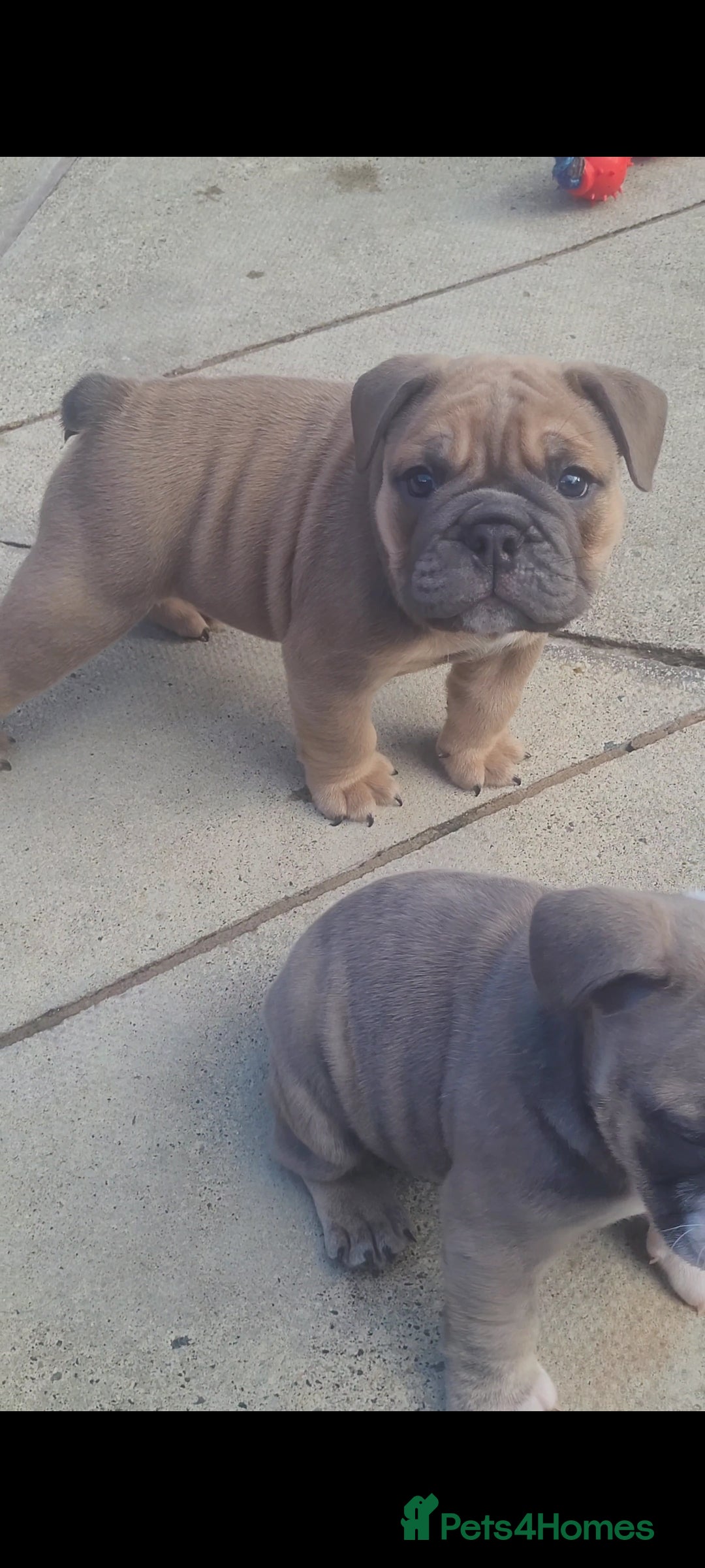 English Bulldog dogs Quality KC Registered Bulldog Puppies - Advert 12