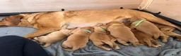 Labrador Retriever dogs for sale: Fox red Labrador puppies  in Maldon - Advert 1