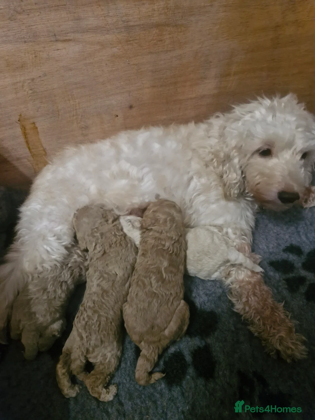 Cockapoo dogs for sale:  Cockapoo puppies F2B - Advert 19