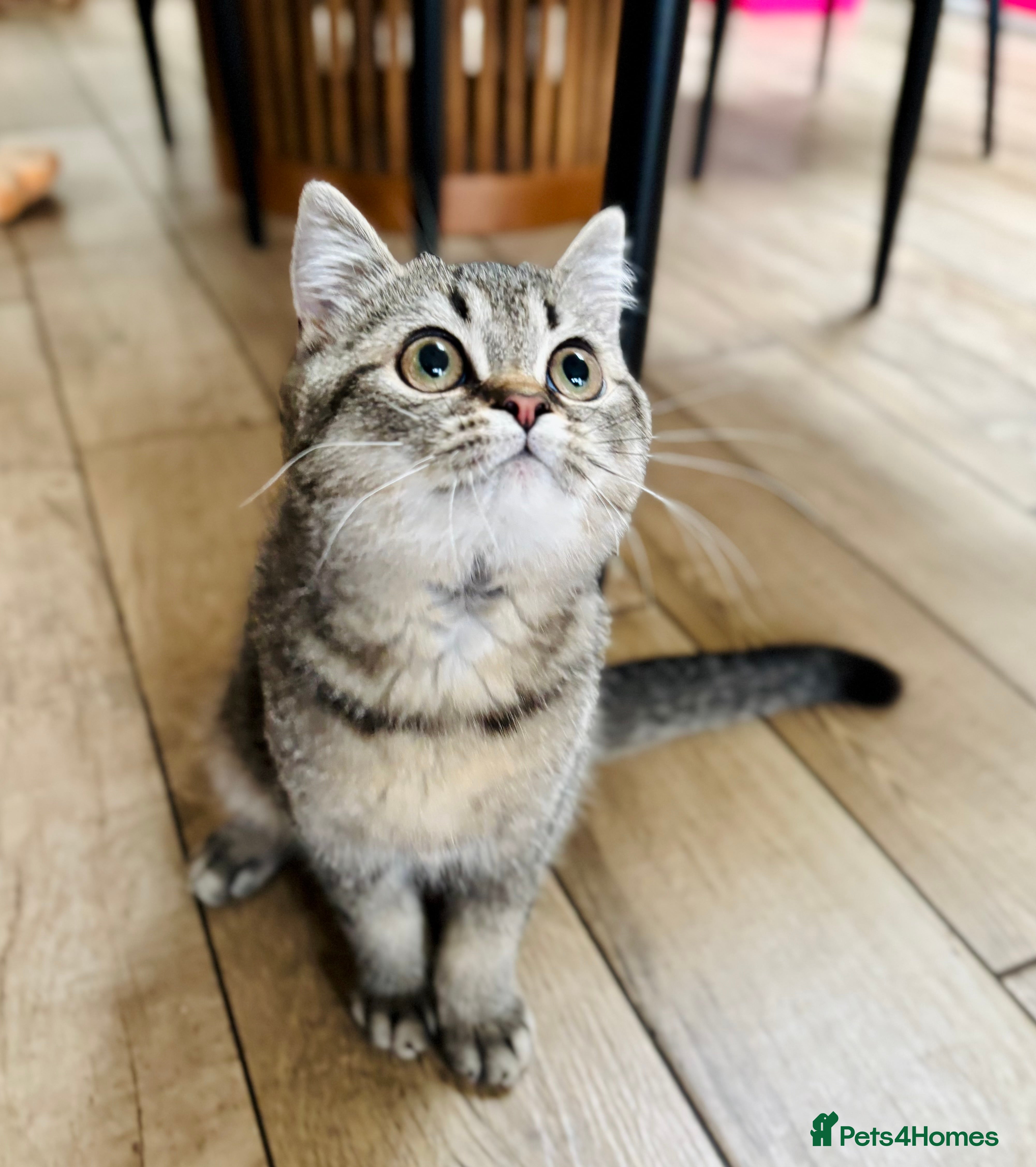 Scottish Fold cats 🌟🌟🌟🌟🌟Pedigree Scottish Fold Kittens - Advert 11