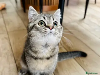 Scottish Fold cats 🌟🌟🌟🌟🌟Pedigree Scottish Fold Kittens - Advert 11