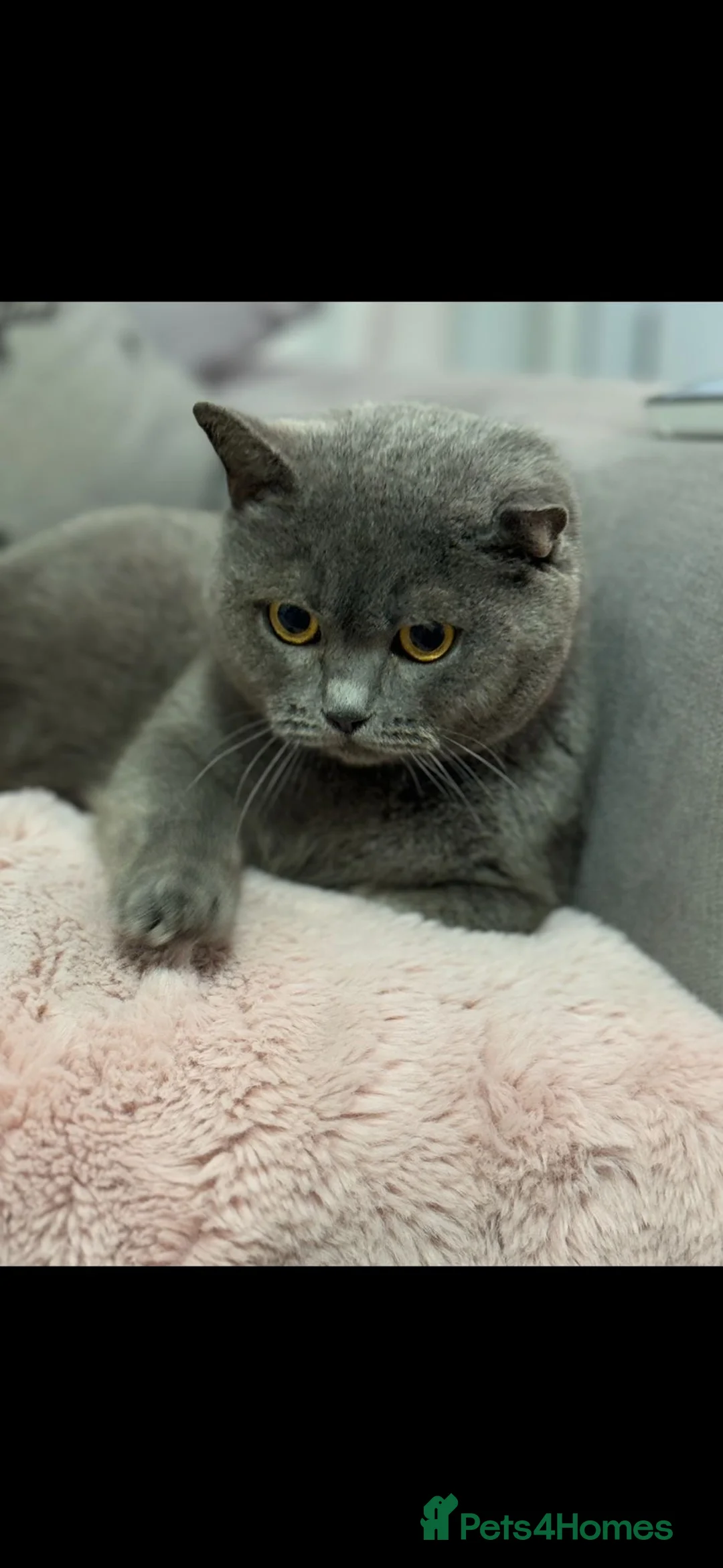 British Shorthair cats for sale: British Blue Short Hair Kittens  in Craigavon - Advert 4