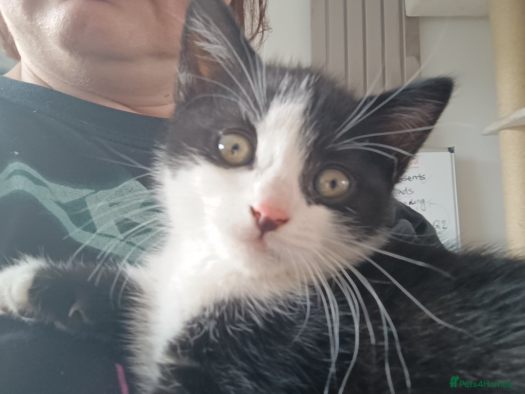 Mixed Breed cats for sale: Tortico female kitten for sale 3 months old - Image 14