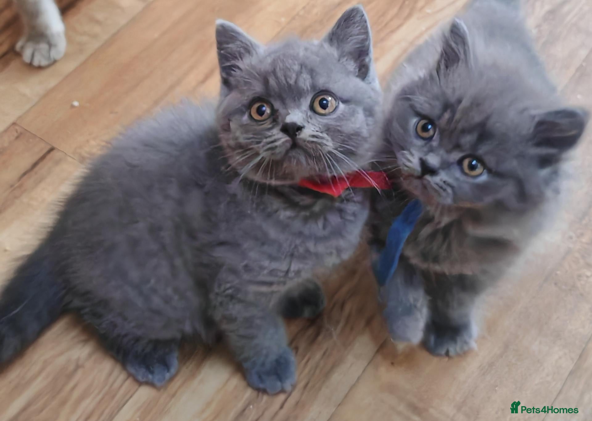 British Shorthair cats British shorthair blue and white bicolour kittens - Advert 6