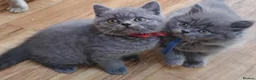 British Shorthair cats for sale: British shorthair blue and white bicolour kittens - Advert 3