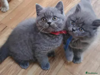 British Shorthair cats British shorthair blue and white bicolour kittens - Advert 6