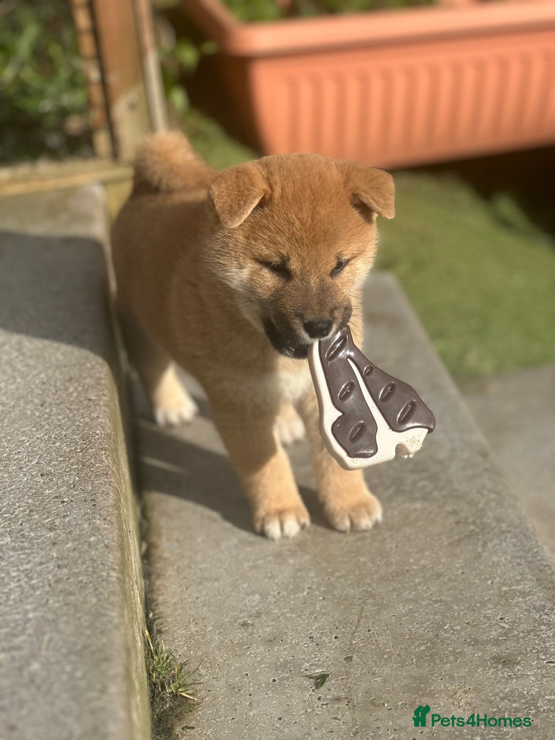 Japanese Shiba Inu dogs for sale: Gorgeous, KC-Registered Shiba Inu Puppies - Advert 17