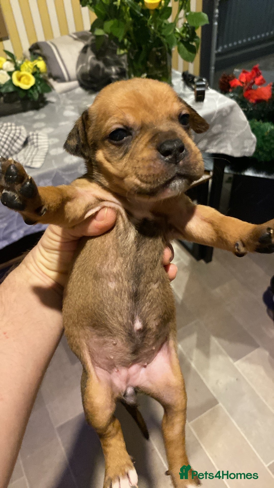 Mixed Breed dogs for sale: Female puppy  - Advert 4