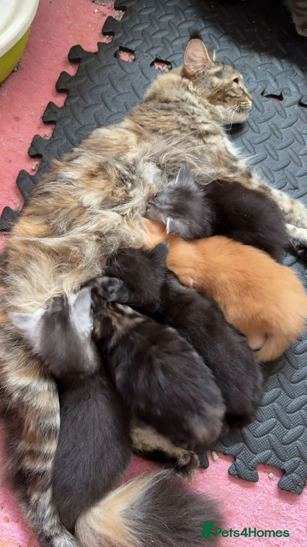 Maine Coon cats for sale: Gorgeous maine coon kittens (2 poly) - Advert 19