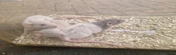 Rat rodents for sale: Dwarf and full size rats for sale, Sheffield - Advert 5