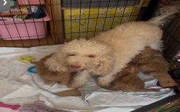 Toy Poodle dogs for sale: Toy poodle  - Image 2