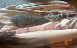 Sphynx cats for sale: House cat x sphinx kittens - Image 5