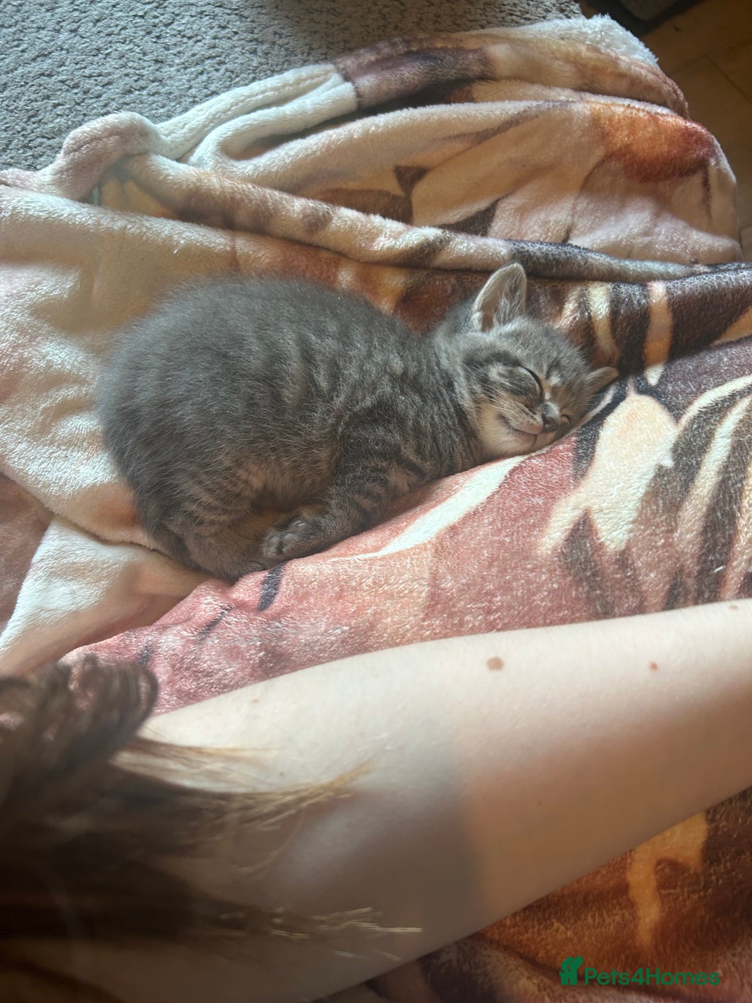 Sphynx cats for sale: House cat x sphinx kittens - Image 5