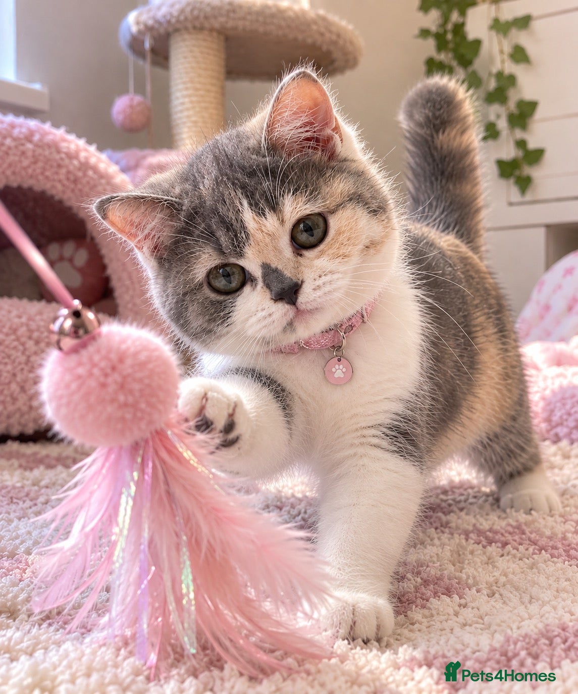 British Shorthair cats  TICA Reg BlueCream Tortie/White British Shorthair - Advert 4