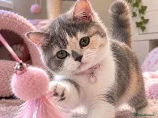British Shorthair cats TICA Reg BlueCream Tortie/White British Shorthair - Advert 4