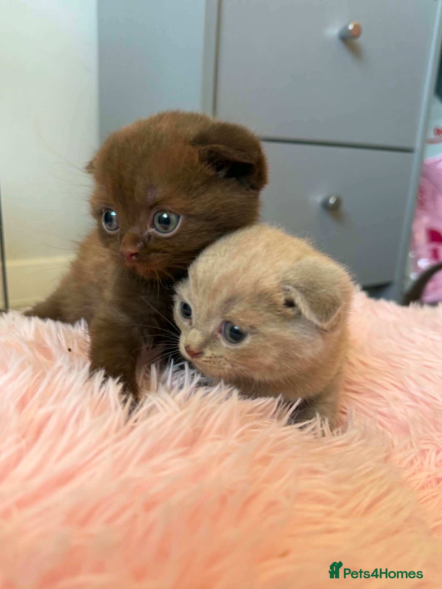 Scottish Fold cats Stunning Scottish fold/straight kittens😻 - Advert 1