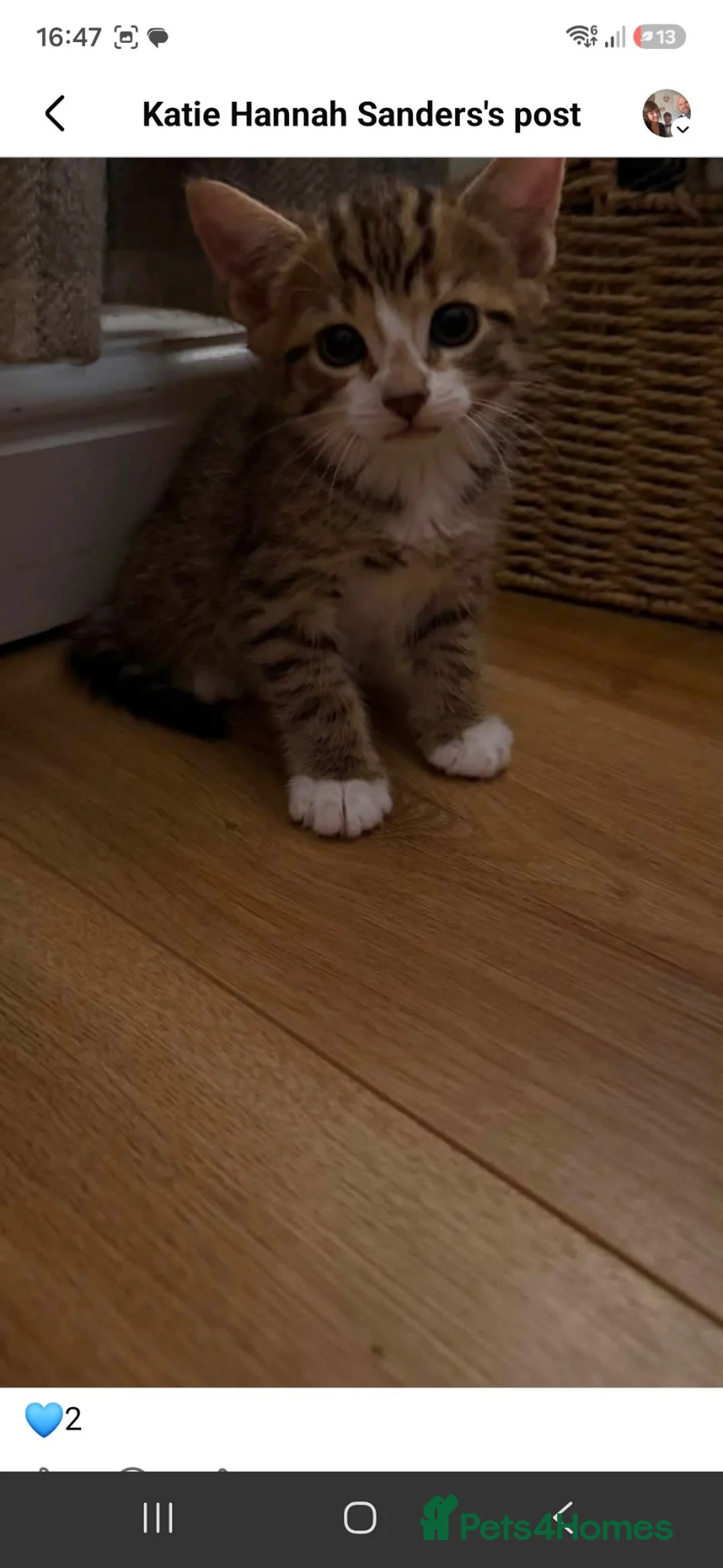 Mixed Breed cats for sale: 2 male kittens in Pontypool - Advert 6