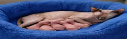 Sphynx cats for sale: GORGEOUS SPHYNX KITTENS 3 BOYS - Advert 9
