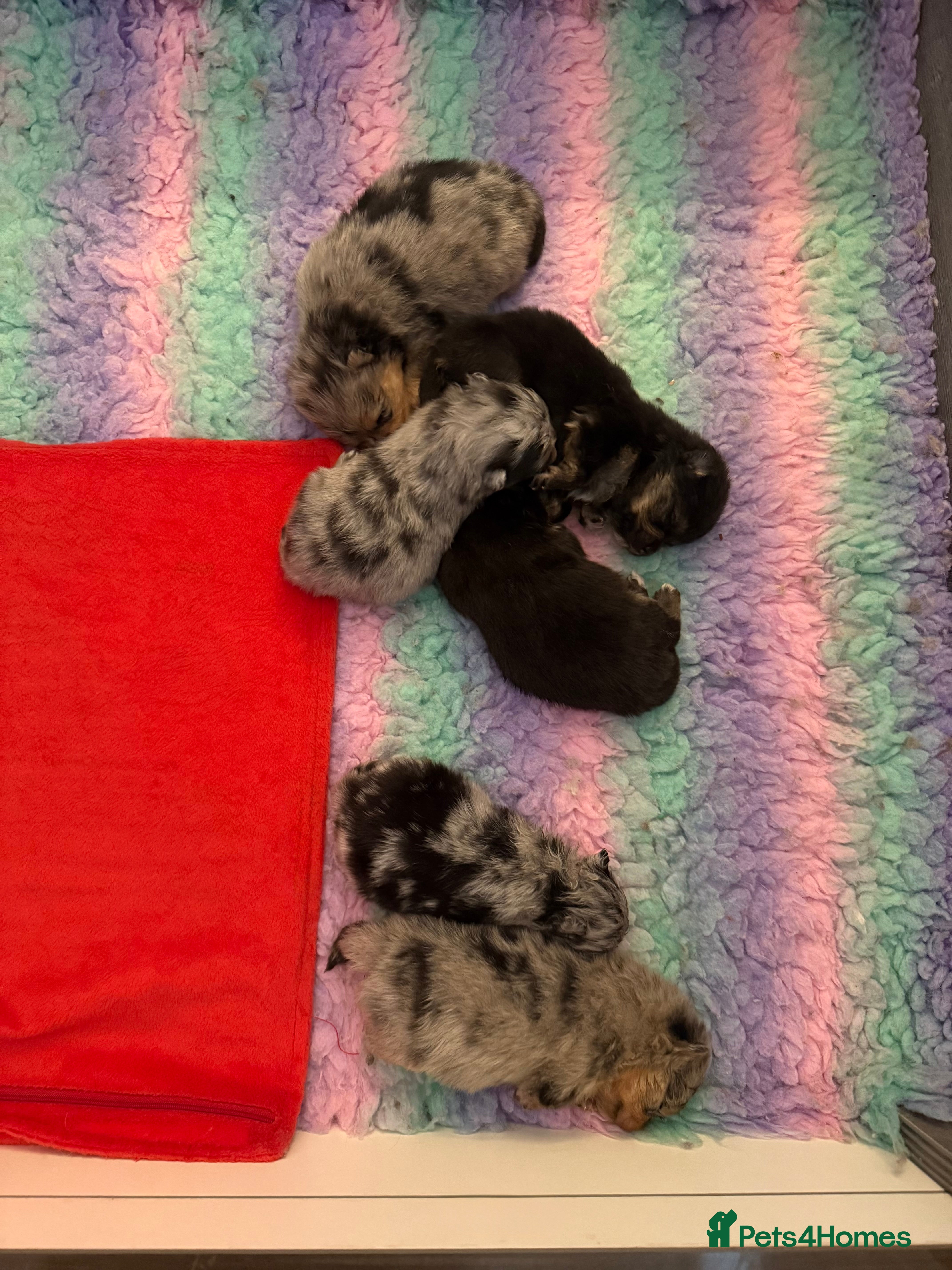 Pomeranian dogs Rare Beautiful Merle Pomeranians 💎 - Advert 3