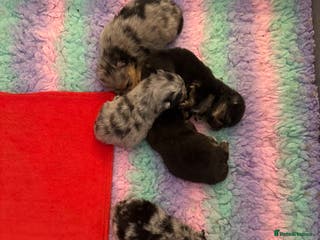 Pomeranian dogs Rare Beautiful Merle Pomeranians 💎 - Advert 5