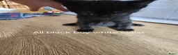 British Shorthair cats for sale: Beautiful kittens  in Diss - Advert 12