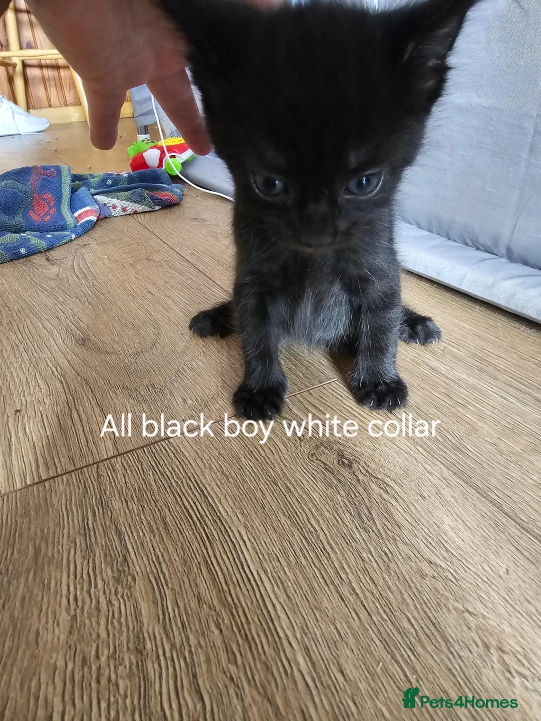 British Shorthair cats for sale: Beautiful kittens  in Diss - Advert 12