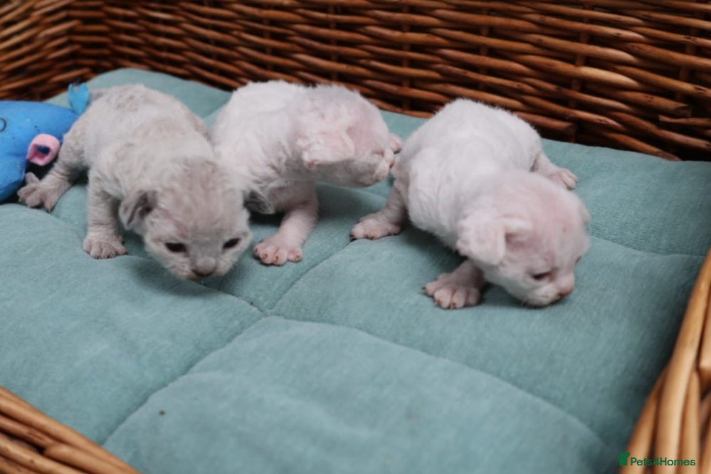 Devon Rex cats Pedigree Devon Rex Kittens - Advert 1