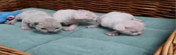 Devon Rex cats for sale: Pedigree Devon Rex Kittens - Advert 1