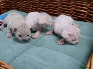 Devon Rex cats Pedigree Devon Rex Kittens - Advert 1