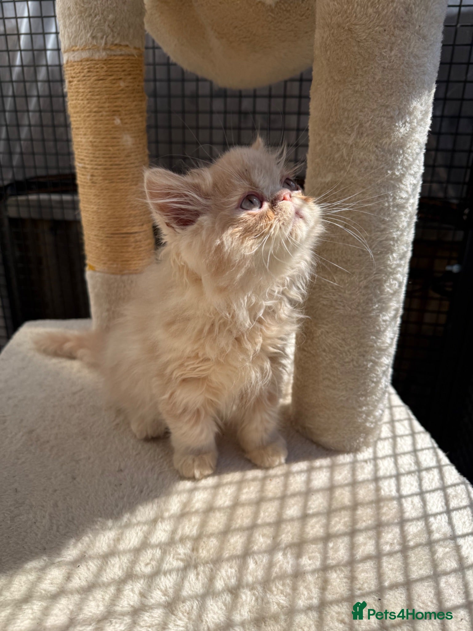 Persian cats READY NOW! GCCF registered Persian kitten 💙 - Advert 12