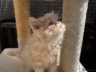 Persian cats READY NOW! GCCF registered Persian kitten 💙 - Advert 12