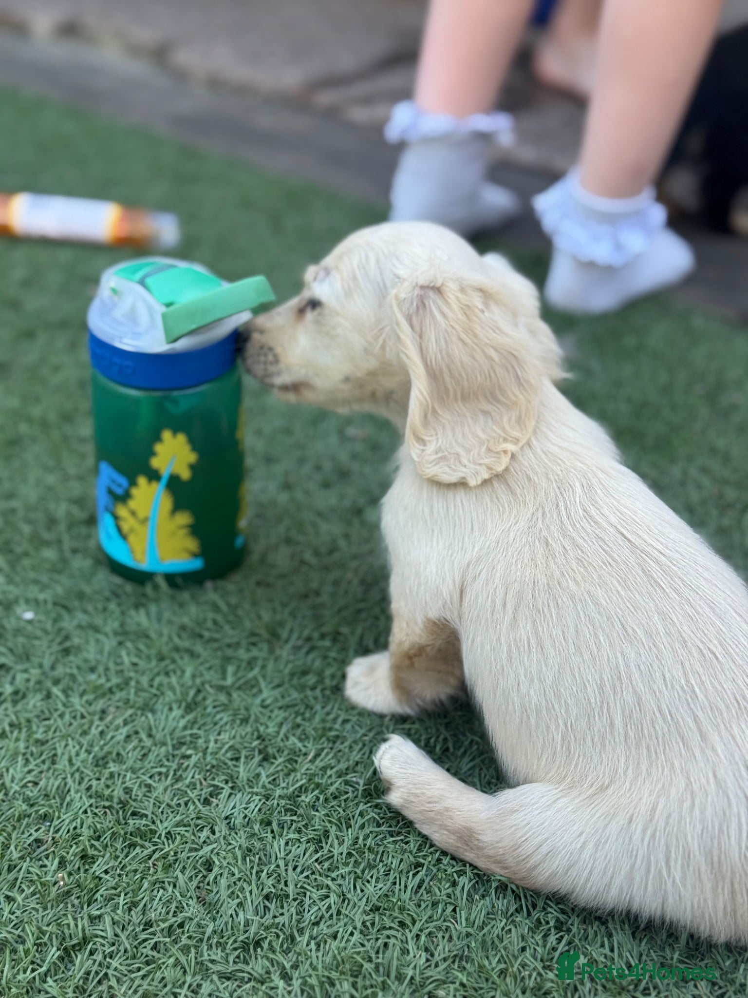 Miniature Dachshund dogs for sale: Cream long haired dachshund   - Advert 5