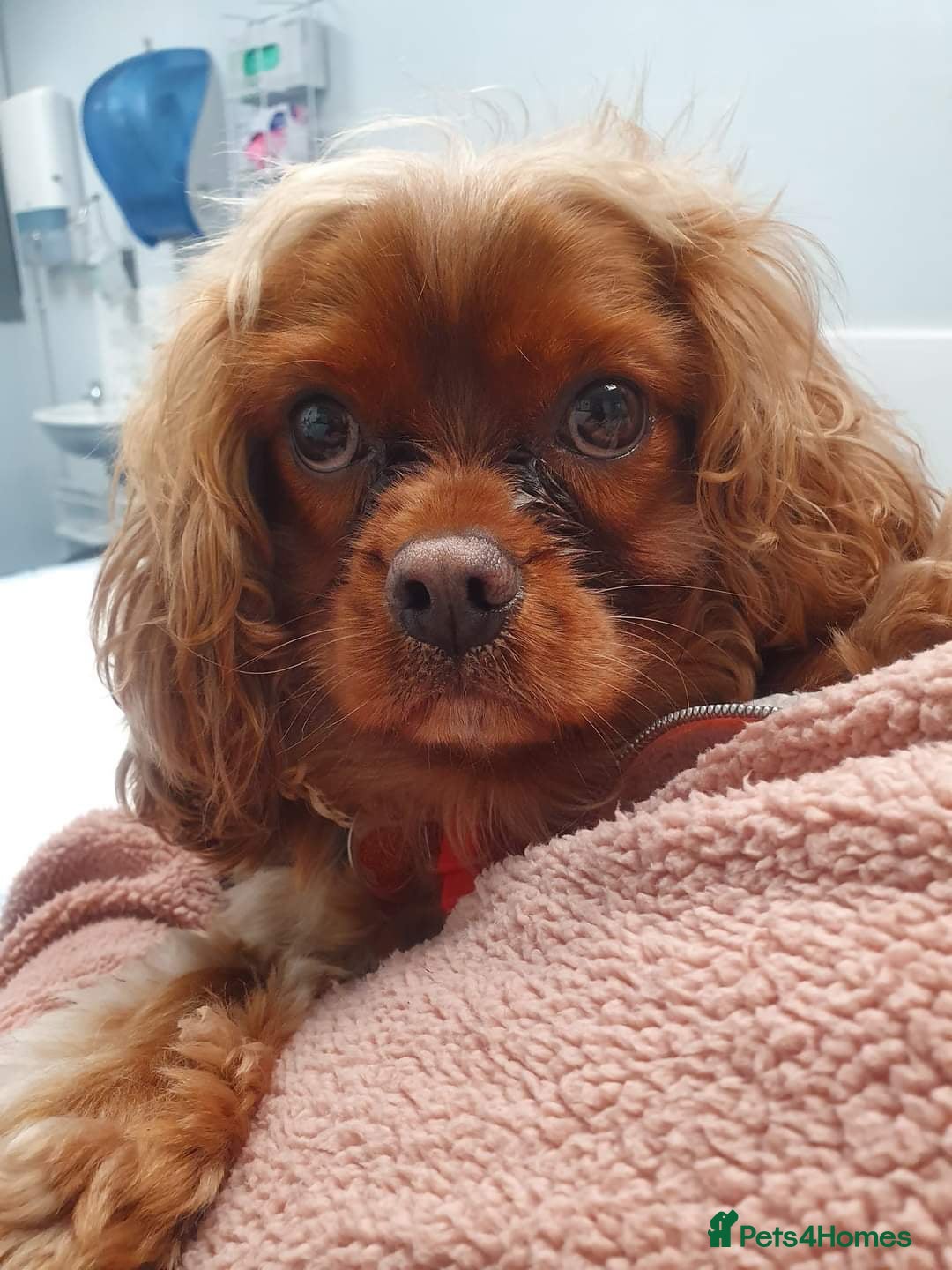 Cavalier King Charles Spaniel dogs for sale: black and tan cavalier 6mo for lovely new home ❤️ - Advert 6