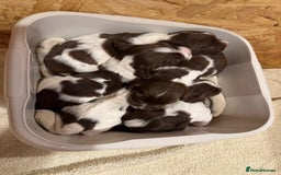 Sprocker dogs for sale: Sprocker Spaniel Puppies  - Image 15