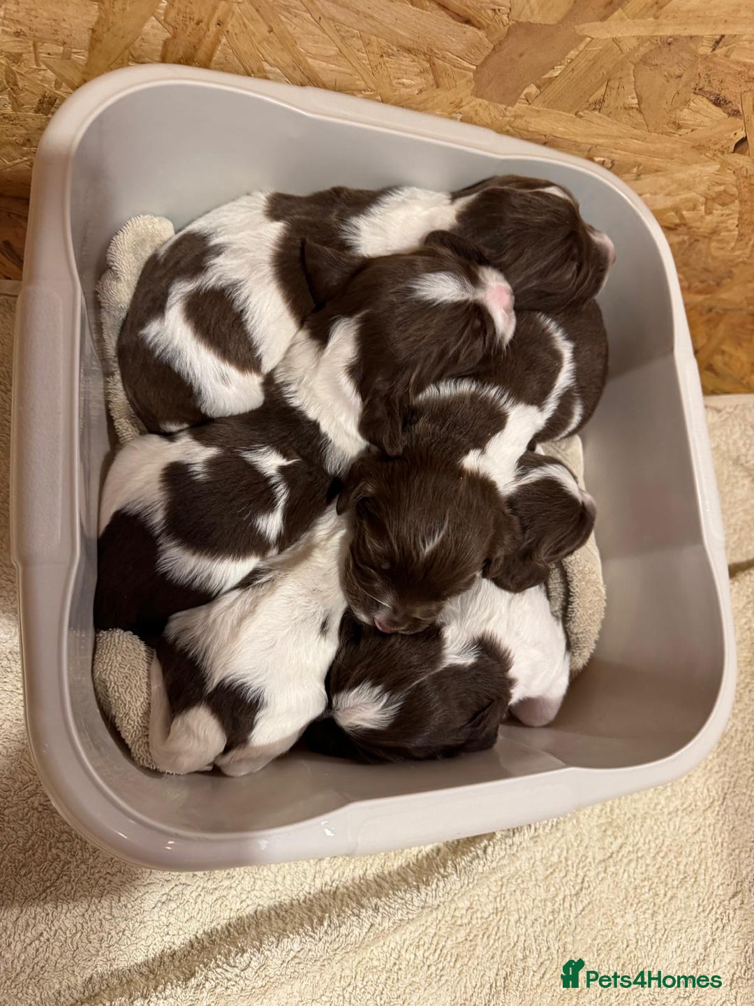 Sprocker dogs for sale: Sprocker Spaniel Puppies  - Image 15