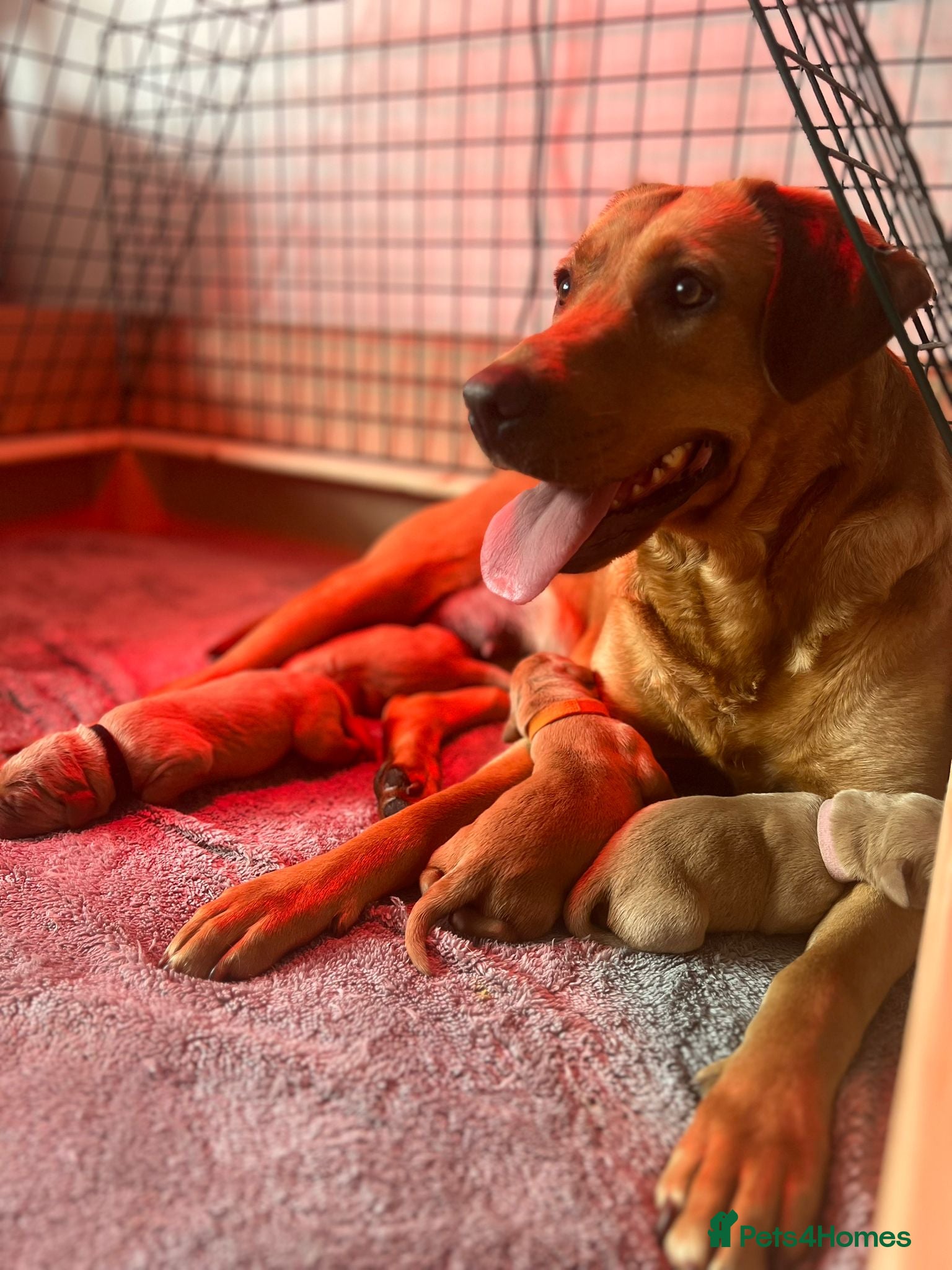 Labrador Retriever dogs KC Registered Fox Red Labrador Puppies - Advert 17